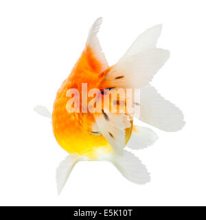 Pearlscale Goldfish Isolated On White Studio haute qualité tourné manuellement retiré de l'arrière-plan pour que le Finnage est terminée Banque D'Images