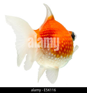 Pearlscale Goldfish Isolated On White Studio haute qualité tourné manuellement retiré de l'arrière-plan pour que le Finnage est terminée Banque D'Images