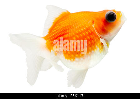 Pearlscale Goldfish Isolated On White Studio haute qualité tourné manuellement retiré de l'arrière-plan pour que le Finnage est terminée Banque D'Images