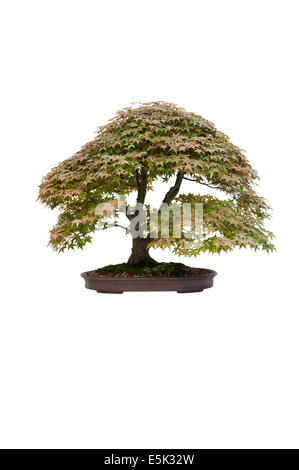 Japanese maple Acer palmatum deshojo bonsai tree isolated Banque D'Images