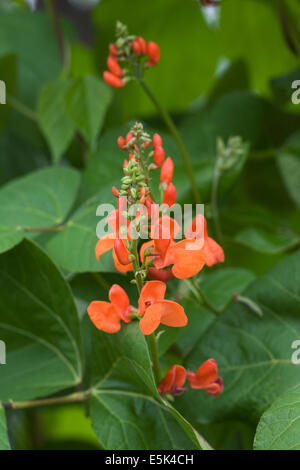 Phaseolus coccineus. Haricot d'Empereur 'Scarlet' fleur. Banque D'Images