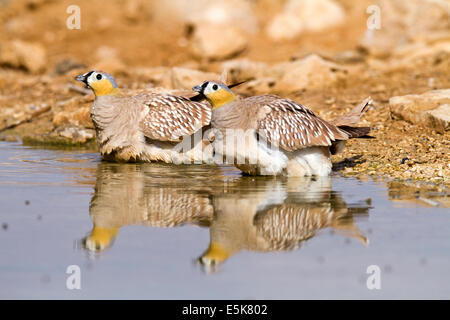 Ganga couronné mâle (Pterocles coronatus) photographié dans le désert du Néguev, Israël, Banque D'Images