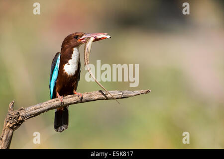 White-throated Kingfisher (Halcyon smyrnensis) avec un lézard dans son bec, photographié en Israël Banque D'Images