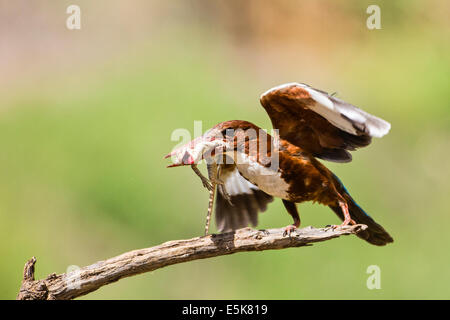 White-throated Kingfisher (Halcyon smyrnensis) avec un lézard dans son bec, photographié en Israël Banque D'Images