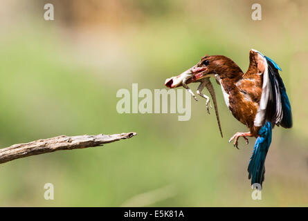 White-throated Kingfisher (Halcyon smyrnensis) avec un lézard dans son bec, photographié en Israël Banque D'Images