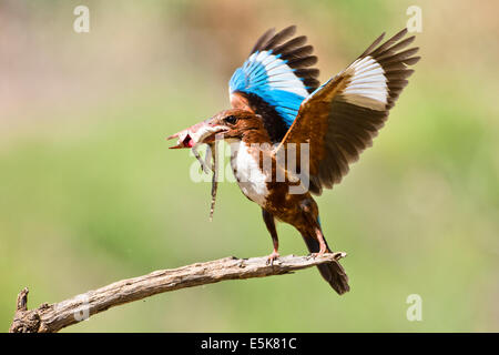 White-throated Kingfisher (Halcyon smyrnensis) avec un lézard dans son bec, photographié en Israël Banque D'Images