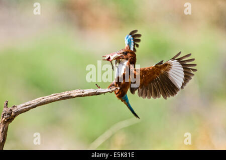 White-throated Kingfisher (Halcyon smyrnensis) avec un lézard dans son bec, photographié en Israël Banque D'Images