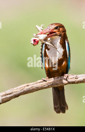 White-throated Kingfisher (Halcyon smyrnensis) avec un lézard dans son bec, photographié en Israël Banque D'Images