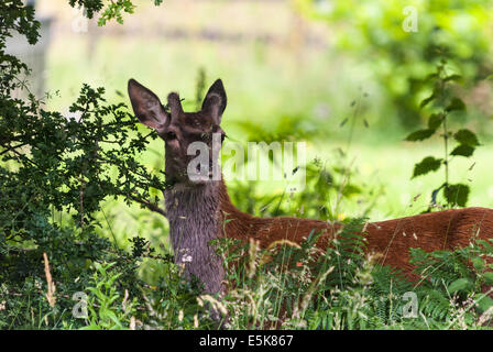 Un jeune mâle Red Deer (Cervus elaphus, sous le couvert des arbres Banque D'Images