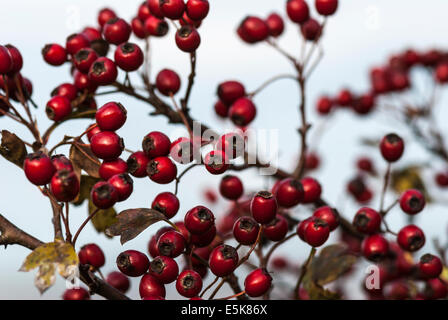 La baie d'aubépine, Crataegus monogyna en automne. Banque D'Images