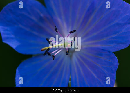 Une macro photographie de la prairie, géranium sanguin Geranium pratense, montrant l'étamine. Banque D'Images