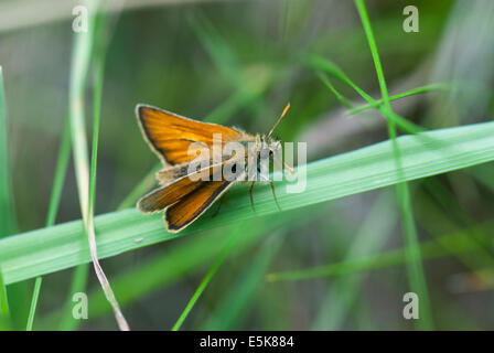 Un petit mâle skipper, Thymelicus sylvestris, au repos sur un brin d'herbe Banque D'Images