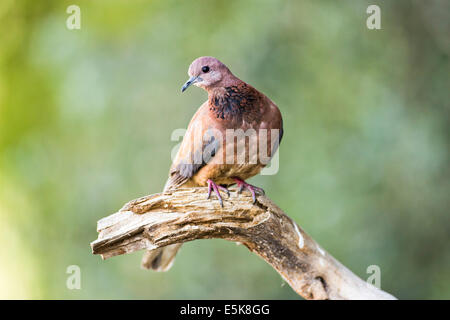 Laughing Dove (Spilopelia senegalensis) Perché sur une branche Le Laughing Dove est un résident commun sélectionneur en Afrique subsaharienne Banque D'Images