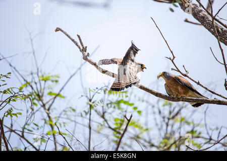 Agressif deux Faucon crécerellette (Falco naumanni). Cette espèce se reproduit à partir de la Méditerranée dans le sud de l'Asie centrale à la Chine Banque D'Images