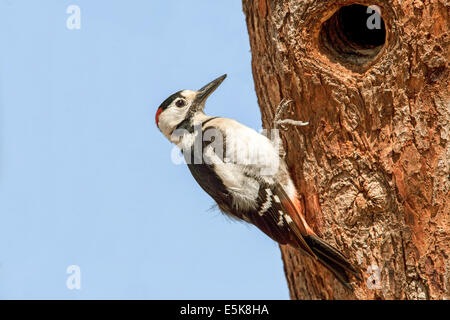 Pic mar (Dendrocopos syriacus syrien) Le PIC est un résident des oiseaux nicheurs dans le sud-est de l'Europe est à l'Iran Banque D'Images