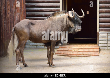 Gnu à queue blanche (Connochaetes gnou) ou des gnous noirs Banque D'Images