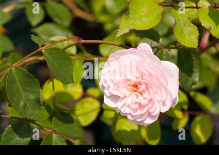 Rose pâle Rosier Anglais arbustif 'Wisley 2008' Banque D'Images