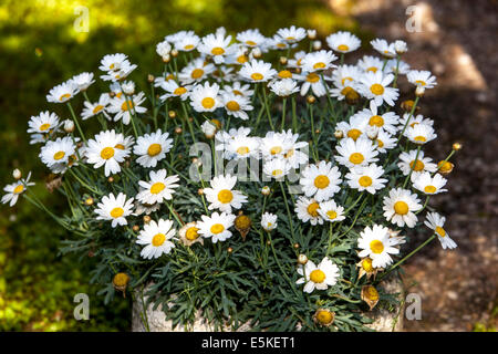 Les marguerites dans le récipient Banque D'Images