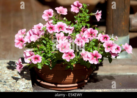 Les pétunias colorés en jardin en fleurs en pot Banque D'Images