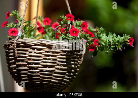 Pétunias rouges dans le jardin fleur en osier pot, panier suspendu Banque D'Images