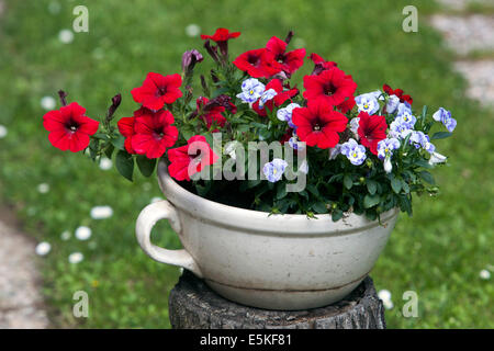 Pétunias colorés dans le jardin, fleurir dans le pot, Banque D'Images