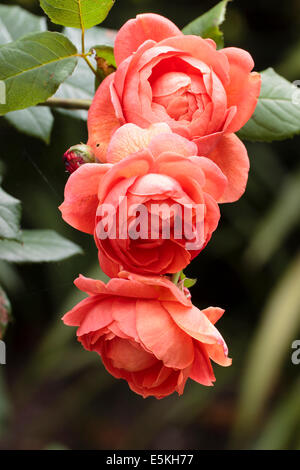 English rose, 'Summer Song' dans un jardin de Plymouth Banque D'Images