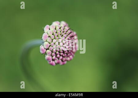 Arbuste Fynbos en fleur, Betty's Bay, Afrique du Sud Banque D'Images