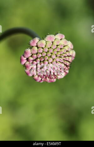 Arbuste Fynbos en fleur, Betty's Bay, Afrique du Sud Banque D'Images