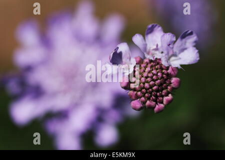 Arbuste Fynbos en fleur, Betty's Bay, Afrique du Sud Banque D'Images