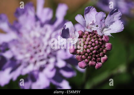 Arbuste Fynbos en fleur, Betty's Bay, Afrique du Sud Banque D'Images