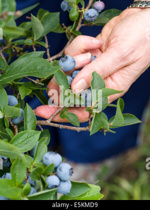 Ramasser les bleuets en corymbe. Les mains d'une femme pouvaient choisir et bleuets en provenance de la forêt pour manger. Banque D'Images