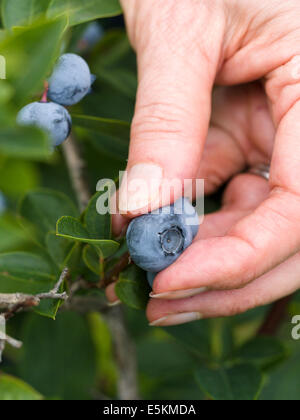 Ramasser les bleuets en corymbe. Les mains d'une femme pouvaient choisir et bleuets en provenance de la forêt pour manger. Banque D'Images