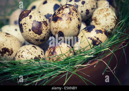 Oeufs de cailles, oeuf de caille sur lit d'herbe Banque D'Images