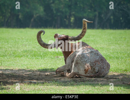 -Texas Longhorn steer race mix Watusi lying in grass en vertu de l'arbre d'ombrage Banque D'Images