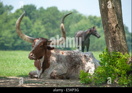 Texas Longhorn bovins couchés dans les pâturages à cheval Banque D'Images