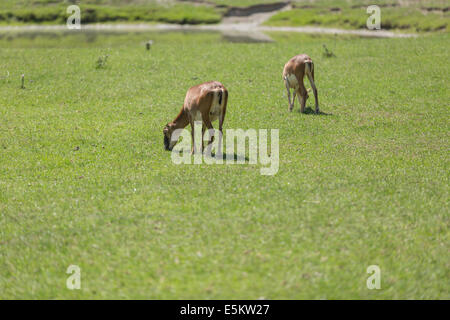 Deux faons mouflon pâturage sur prairies vert frais d'avion en été Banque D'Images