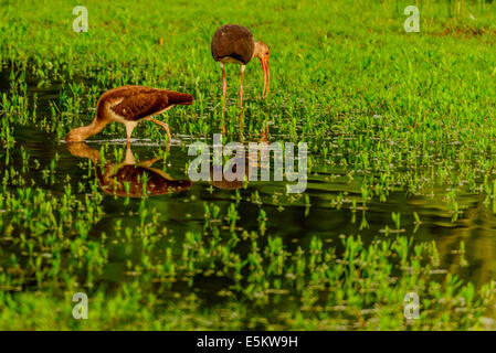 Les jeunes Ibis blanc dans le parc inondé avec de l'eau stagnante Banque D'Images