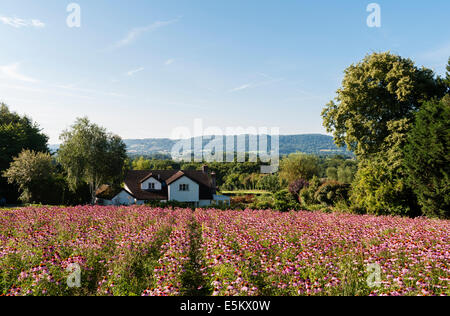 Un champ de l'échinacée (Echinacea angustifolia) pour les soins de la peau, un Herbfarmacy à Herb Farm dans le Herefordshire, UK Banque D'Images