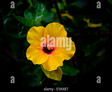 Fleur d'Hibiscus est un genre de plantes de la famille des Malvacées, Banque D'Images