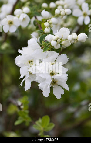 Exochorda racemosa des fleurs au printemps. Banque D'Images