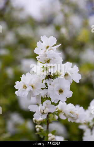 Exochorda racemosa des fleurs au printemps. Banque D'Images