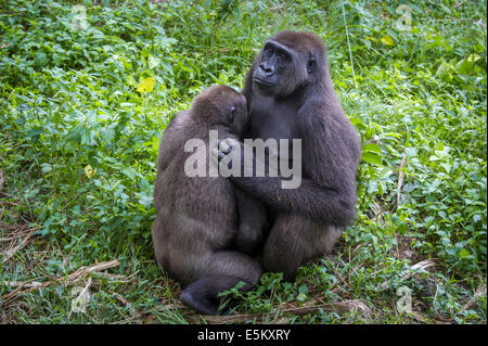 Les gorilles de plaine de l'ouest (Gorilla gorilla gorilla) mère suckling young, boîtier de réintroduction, captive Banque D'Images