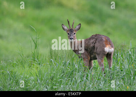 Le Chevreuil (Capreolus capreolus), buck, Basse-Saxe, Allemagne Banque D'Images