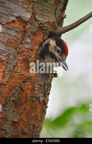 Great Spotted Woodpecker (Dendrocopos major), Poussin, Basse-Saxe, Allemagne Banque D'Images