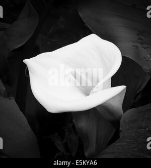 B/W (monochrome) image d'une fleur d'arum (Zantedeschia aethiopica), également connu sous le nom de calla lily Banque D'Images