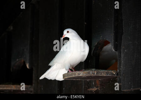 Le Pigeon à l'entrée du pigeonnier (Columba livia f. domestica), Nordrhein-Westfalen, Allemagne Banque D'Images