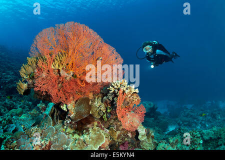 Gorgones noués (Melithaea ochracea), de plongée sous marine à l'arrière, Grande Barrière de Corail, site du patrimoine naturel mondial de l'UNESCO Banque D'Images