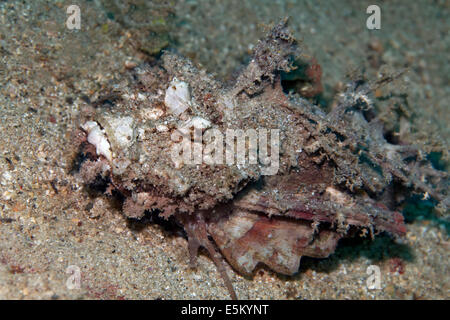 Diable barbu ou Stinger Ghoul (Inimicus didactylus) sur la plage de l'océan, Grande Barrière de Corail, Patrimoine Naturel Mondial de l'UNESCO Banque D'Images