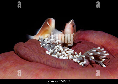 Les poissons clowns ou rose rose poisson clown (Amphiprion perideraion) sur une magnifique Anémone de mer fermée ou Ritteri Banque D'Images