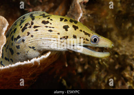 Murène Yellowhead ou liséré de la murène (Gymnothorax fimbriatus), Grande Barrière de Corail, site du patrimoine naturel mondial de l'UNESCO Banque D'Images